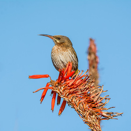 Cape Sugarbird
