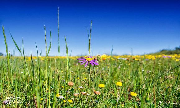 Spring Flowers