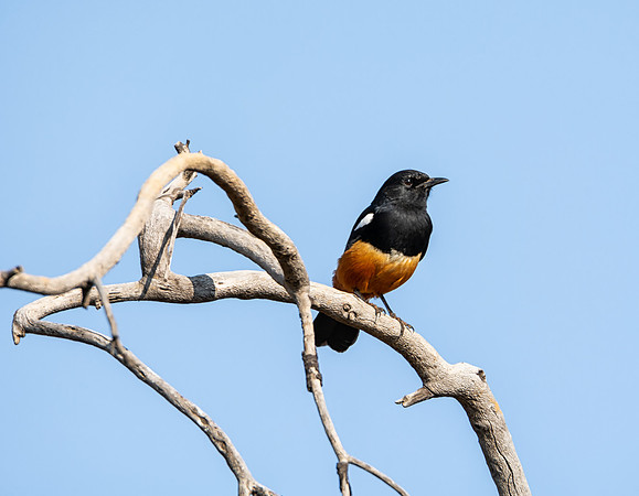 Mocking Cliff-chat