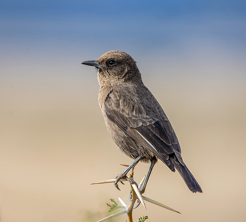 Juvenile Ant-eating Chat