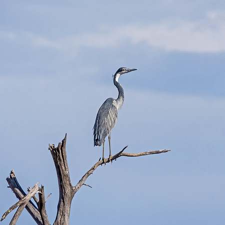Black-headed Heron