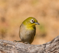 Cape White-eye