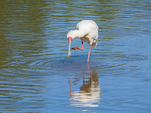 African Spoonbill