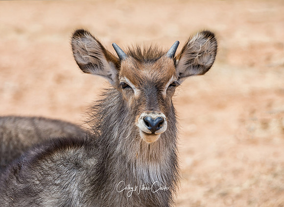 Waterbuck Antelope