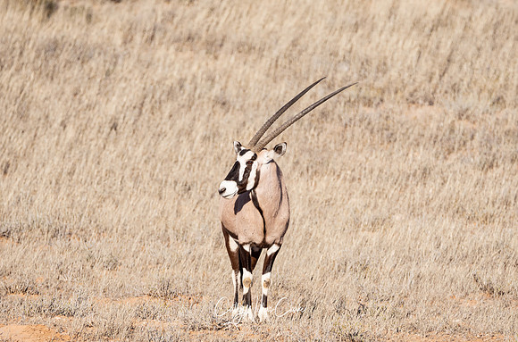 Gemsbok