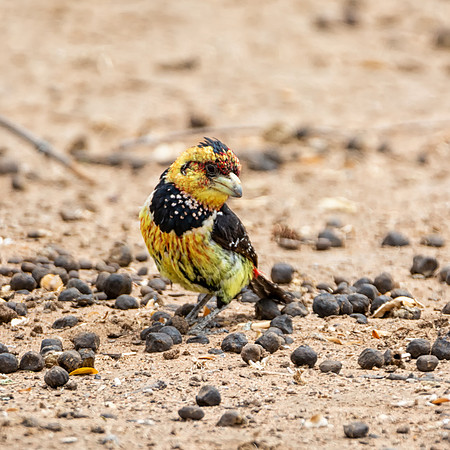 Crested Barbet