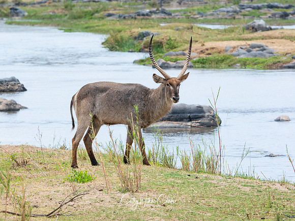 Waterbuck Antelope