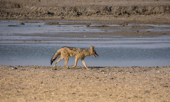 Black-backed Jackal