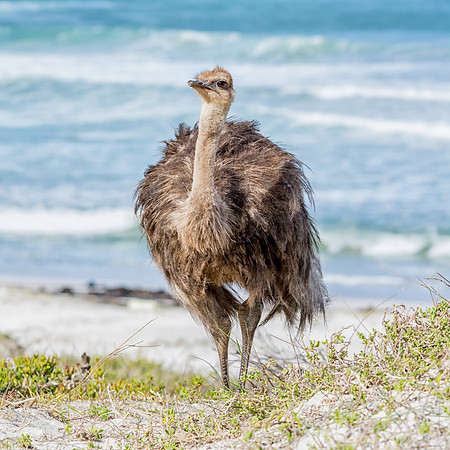 Juvenile Ostrich