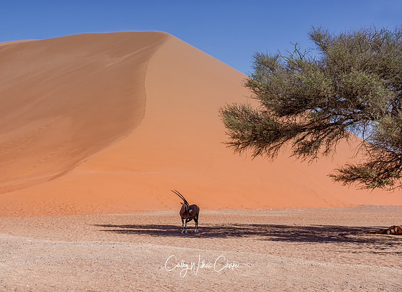 Gemsbok At Sossusvlei