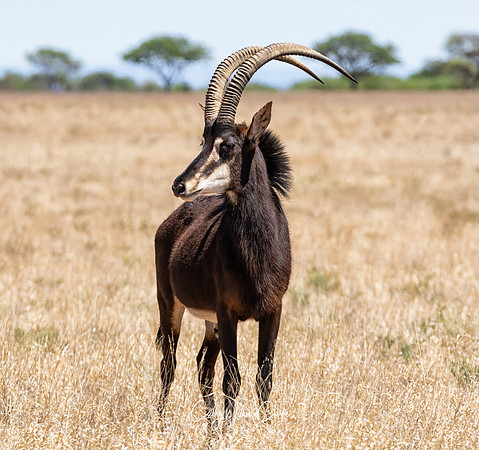 Sable Antelope