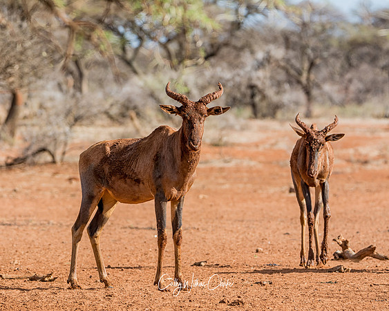 Tsessebe Antelope