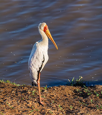 Yellow-billed Stork