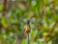 Julia Skimmer Dragonfly