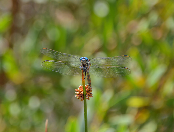 Julia Skimmer Dragonfly