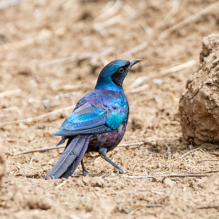 Burchell's Starling