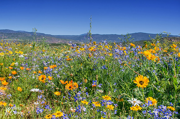 Spring Flowers