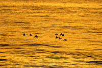 Dawn Flight