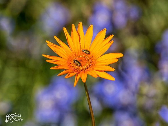 Spring Flowers