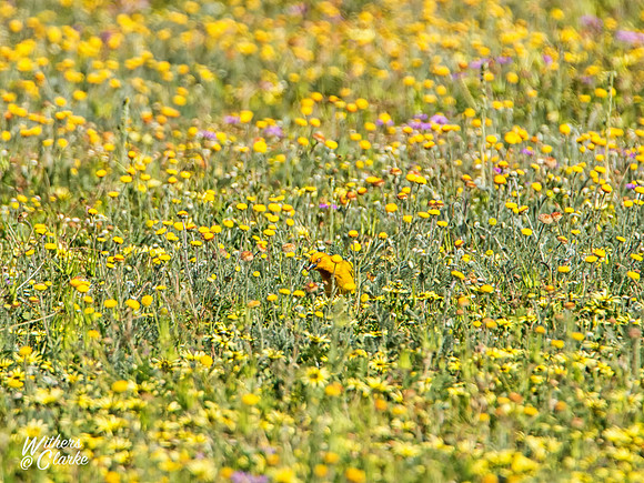 Spring Flowers