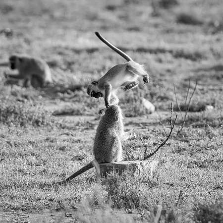 Monkeys Playing