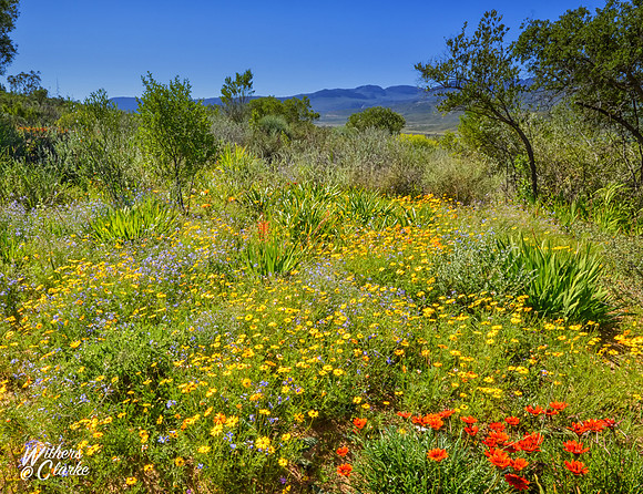 Spring Flowers