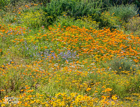 Spring Flowers