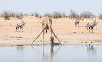 Male Giraffe Drinking