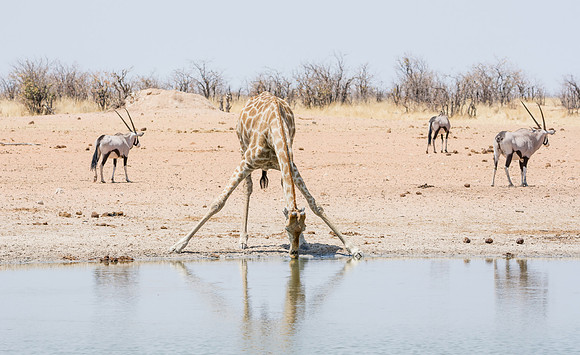 Male Giraffe Drinking