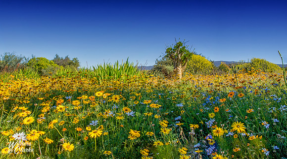 Spring Flowers