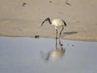 African Sacred Ibis