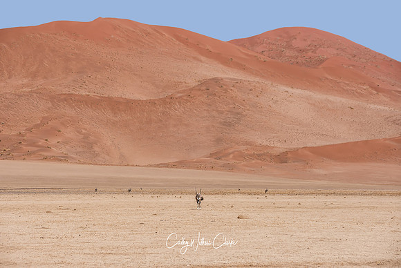 Gemsbok In Namibian Desert