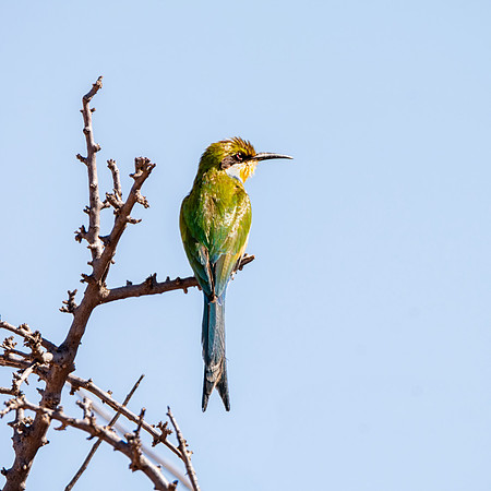 Swallow-tailed Bee-eater