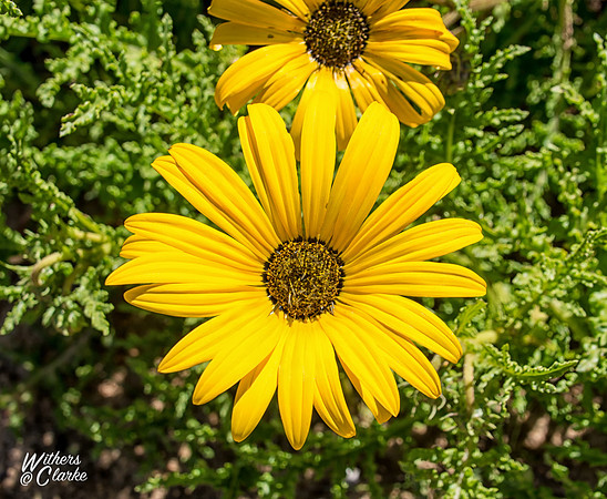Spring Flowers