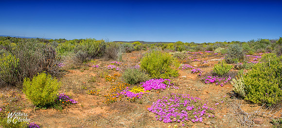 Spring Flowers