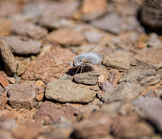 Woolly Bee Fly