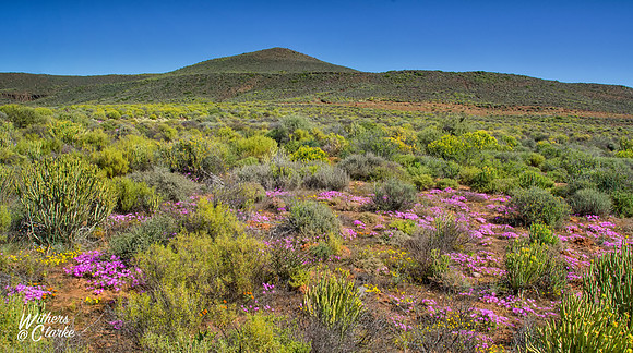 Spring Flowers