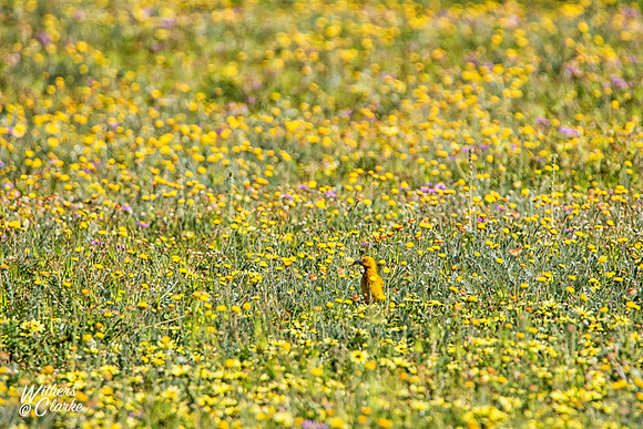 Spring Flowers