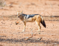 Black-backed Jackal