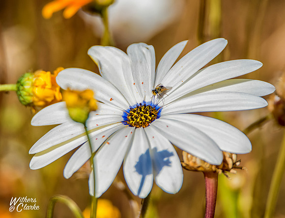 Spring Flowers