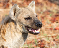 Female Spotted Hyena