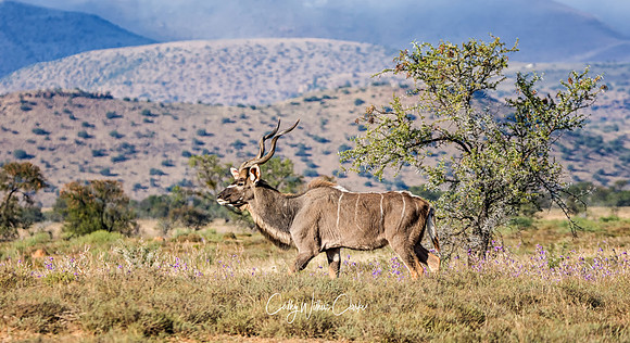 Kudu Bull