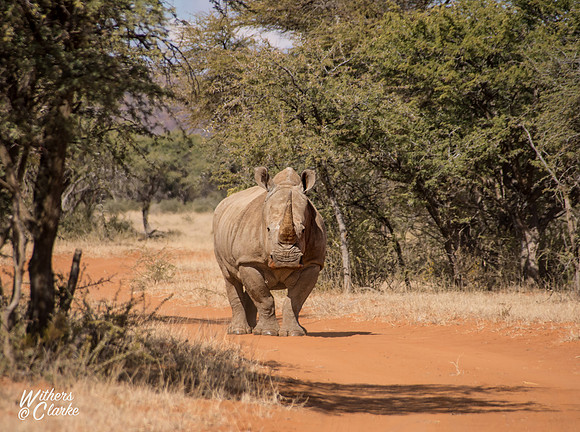 White Rhinoceros