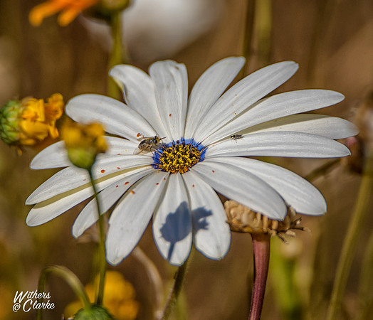 Spring Flowers