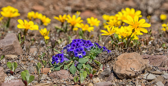 Spring Flowers