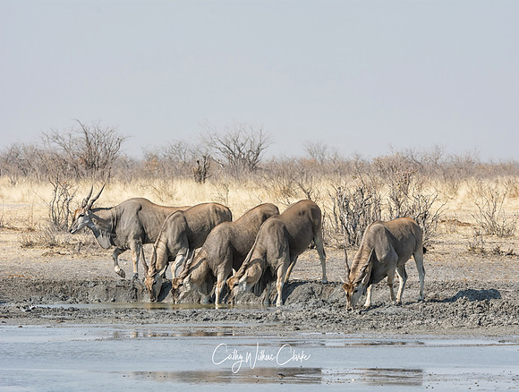 Eland Group