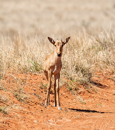 Red Hartebeest Calf