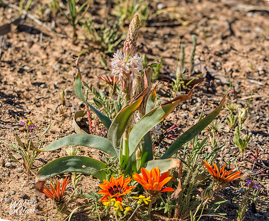 Spring Flowers