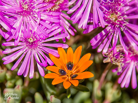 Spring Flowers