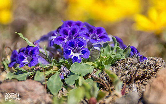 Spring Flowers